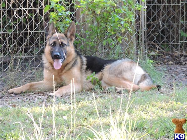 german shepherd puppy posted by Van Der Sar Kennel